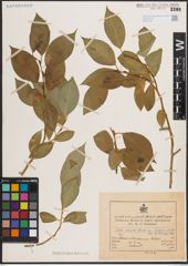 Foto von Salix excelsa var. rodinii A. K. Skvortsov